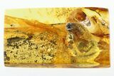 Detailed Fossil Millipede Vestiges and Coprolites in Baltic Amber #278773-1